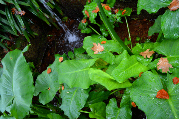 Ergebnisse im Aquaponic Workshop in der Aquaponik Akademie Deutschland. Hier wurde ein horizontale Bewässerung im Gewächshaus von den Teilnehmern unter Anleitung erstellt.